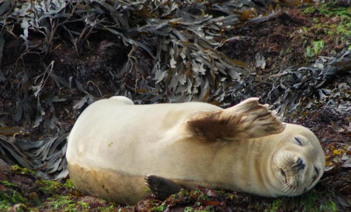 Seal